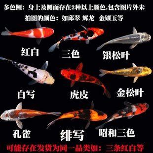 錦鯉魚百科，錦鯉的種類及種類介紹