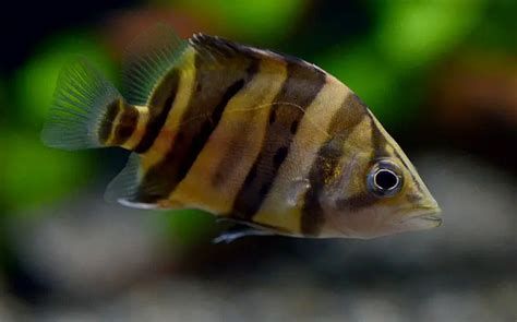 魚缸過濾器選購指南:自制魚缸過濾器魚缸上置過濾器對于養魚愛好者的必備知識 印尼虎苗5,印尼虎苗5:印尼虎苗5:印尼虎魚(indonesiantiger) 斯巴沃紅龍魚 印尼虎苗5,印尼虎苗5:印尼虎苗5:印尼虎魚(indonesiantiger) 印尼虎苗5,印尼虎苗5:印尼虎苗5:印尼虎魚(indonesiantiger) 斯巴沃紅龍魚