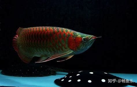 大湖紅龍魚掉眼、地包天怎么辦？怎么預防？，大湖紅龍魚掉眼與地包天的區別 大湖紅龍魚掉眼、地包天怎么辦？怎么預防？，大湖紅龍魚掉眼與地包天的區別 廣州正大漁場 第2張