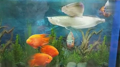 龍魚放鹽會死亡嗎？，針對“龍魚放鹽會死亡”這一問題，答案是：不一定會死亡