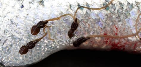 龍魚小苗購買后如何飼養？，龍魚小苗養殖指南 龍魚小苗購買后如何飼養？，龍魚小苗養殖指南 斯巴沃紅龍魚 第2張