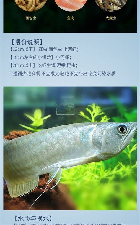 龍魚喂面包蟲需要多久一次？，龍魚喂食面包蟲的詳細指南