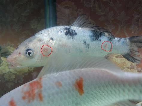 龍魚得寄生蟲能自愈嗎，龍魚寄生蟲能否自愈