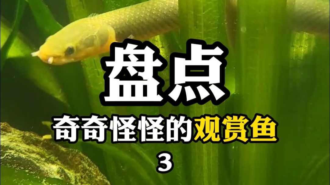 恐龍魚的價格是多少？，關(guān)于恐龍魚的價格問題