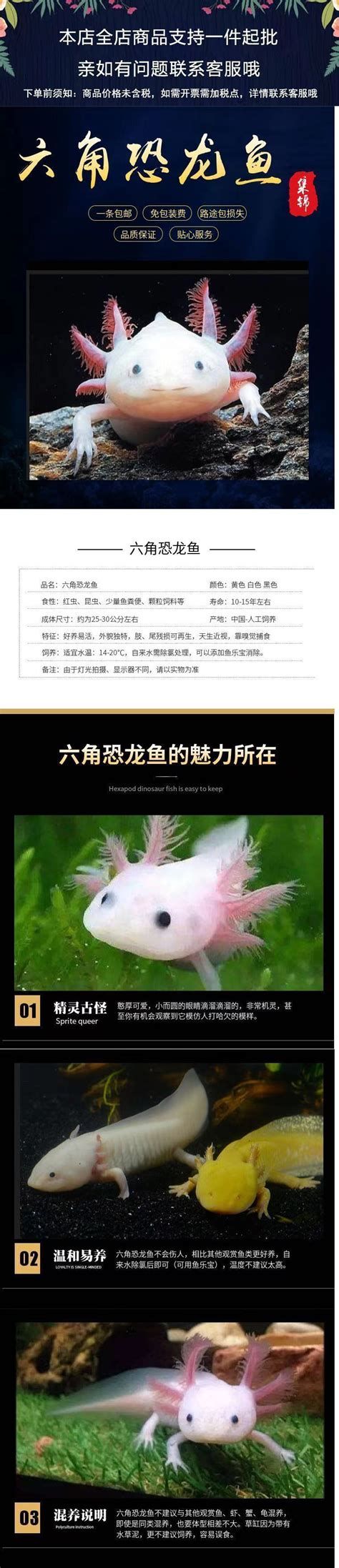 恐龍魚的價(jià)格是多少？，關(guān)于恐龍魚的價(jià)格問題 恐龍魚的價(jià)格是多少？，關(guān)于恐龍魚的價(jià)格問題 斯巴沃紅龍魚 第2張