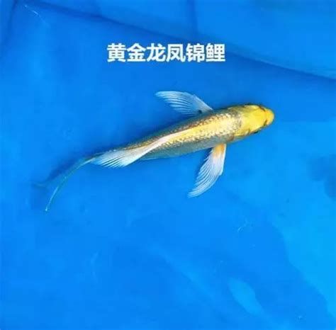 龍鳳鯉魚，龍鳳鯉魚是一道傳統的中式菜肴 龍鳳鯉魚，龍鳳鯉魚是一道傳統的中式菜肴 斯巴沃紅龍魚 第2張