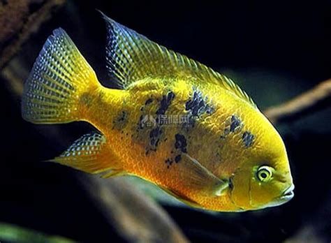 元寶鳳凰魚，元寶鳳凰魚的詳細介紹