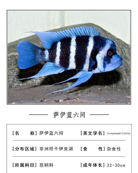 伊巴卡魚，伊巴卡魚是什么魚？