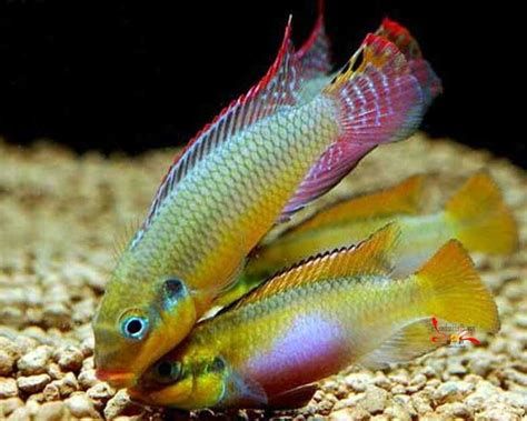 翡翠鳳凰魚，翡翠鳳凰魚， 翡翠鳳凰魚，翡翠鳳凰魚， 斯巴沃紅龍魚 第2張