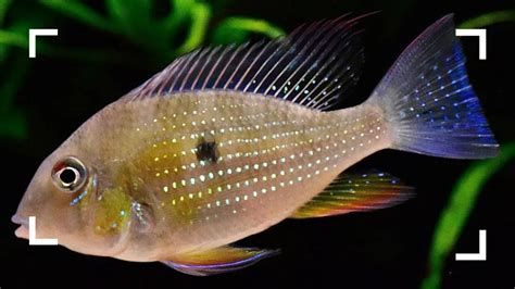 朱巴利魚，朱巴利魚是一種大型的淡水魚類，以其獨特外形和色彩而聞名
