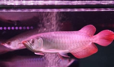 大湖紅龍魚可以混養(yǎng)嗎？和什么魚一起養(yǎng)比較好？，大湖紅龍魚可以與其他魚類一起混養(yǎng)，但不是所有魚類都適合