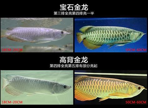 過背金龍魚等級，過背金龍魚與b級金龍魚的區別，高背金龍魚與b級金龍魚的區別 過背金龍魚等級，過背金龍魚與b級金龍魚的區別，高背金龍魚與b級金龍魚的區別 斯巴沃紅龍魚 第4張