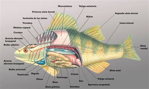 龍魚的身體部位圖解，龍魚的身體部位圖解，你知道多少？ 龍魚的身體部位圖解，龍魚的身體部位圖解，你知道多少？ 廣州正大漁場 第2張