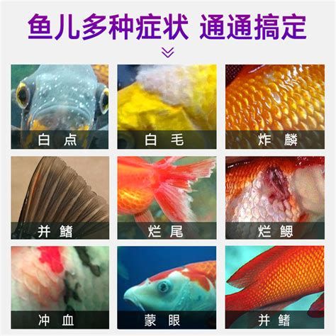 爛鰭爛尾用什么藥，爛鰭爛尾怎么治療