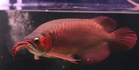 20公分龍魚一天應(yīng)該喂多少？，20公分龍魚一天喂食量大約50-75克干飼料