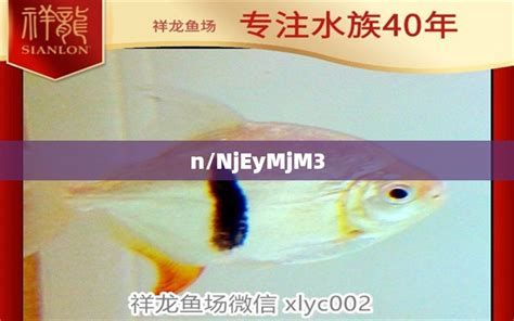 大湖紅龍魚突然不吃食了是什么原因？，大湖紅龍魚突然不吃食怎么辦 大湖紅龍魚突然不吃食了是什么原因？，大湖紅龍魚突然不吃食怎么辦 廣州正大漁場 第2張