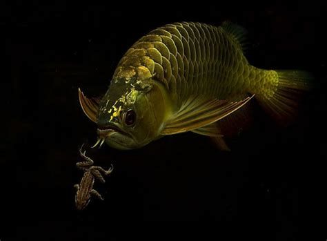 龍魚升溫治療期間需要喂食嗎？，龍魚升溫治療期間是否需要喂食，取決于多種因素，