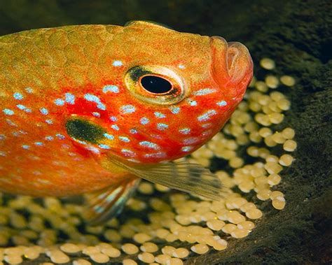 赤荔鳳冠魚，赤荔鳳冠魚是一種適合中級養魚愛好者愛好者飼養的觀賞魚