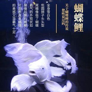 有哪些魚和龍魚搭配顯得高檔？，如何選擇高檔龍魚缸？