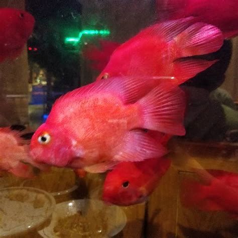 短身紅龍魚，關于短身紅龍魚的詳盡科普與養護指南