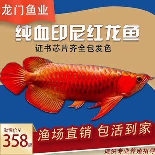 大湖紅龍魚苗怎么挑選？怎么看品相和潛力？，大湖紅龍魚苗挑選詳解