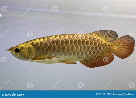 如何判斷金龍魚是否褪色？，如何判斷金龍魚是否褪色