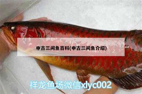 申古三間魚，巴西淡水觀賞魚市場上的一顆明星品種申古三間魚