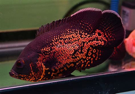 野生地圖魚，關于野生地圖魚的詳細解析野生地圖魚的詳細解析 野生地圖魚，關于野生地圖魚的詳細解析野生地圖魚的詳細解析 廣州正大漁場 第2張