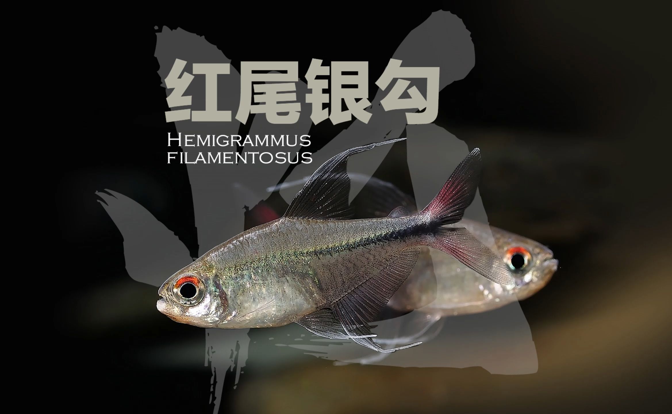 紅勾銀版魚，南美燈科魚紅勾銀版魚（characidae）