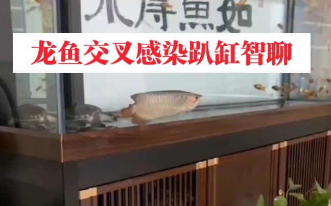 龍魚交叉感染會自愈嗎