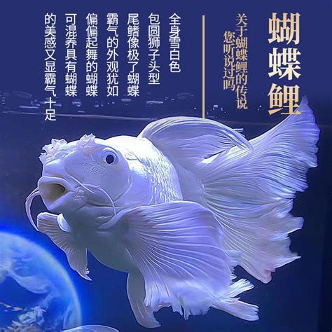 蝴蝶鯉,蝴蝶錦鯉的詳盡解析(約1000字) 斯巴沃紅龍魚 第2張 蝴蝶鯉,蝴蝶錦鯉的詳盡解析(約1000字) 蝴蝶鯉,蝴蝶錦鯉的詳盡解析(約1000字) 斯巴沃紅龍魚 第2張
