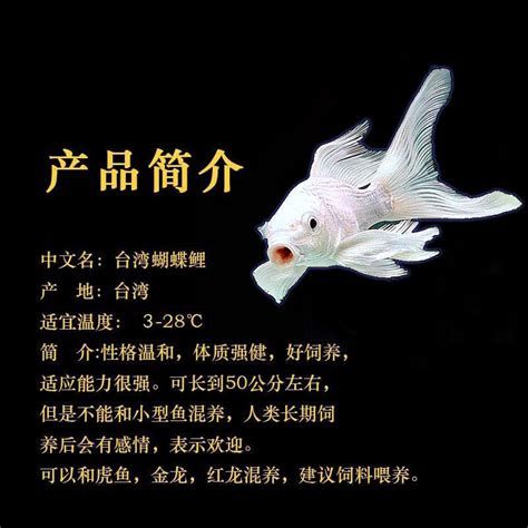蝴蝶鯉,蝴蝶錦鯉的詳盡解析(約1000字) 斯巴沃紅龍魚 第3張 蝴蝶鯉,蝴蝶錦鯉的詳盡解析(約1000字) 蝴蝶鯉,蝴蝶錦鯉的詳盡解析(約1000字) 斯巴沃紅龍魚 第3張