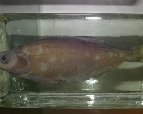 龍魚浮頭下鹽最簡(jiǎn)單三個(gè)步驟圖片，龍魚浮頭下鹽是養(yǎng)殖龍魚時(shí)常見(jiàn)的一種處理方式，最簡(jiǎn)單的三步走 龍魚浮頭下鹽最簡(jiǎn)單三個(gè)步驟圖片，龍魚浮頭下鹽是養(yǎng)殖龍魚時(shí)常見(jiàn)的一種處理方式，最簡(jiǎn)單的三步走 斯巴沃紅龍魚 第2張