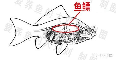 龍魚沉頭的解決方法，龍魚沉頭怎么辦