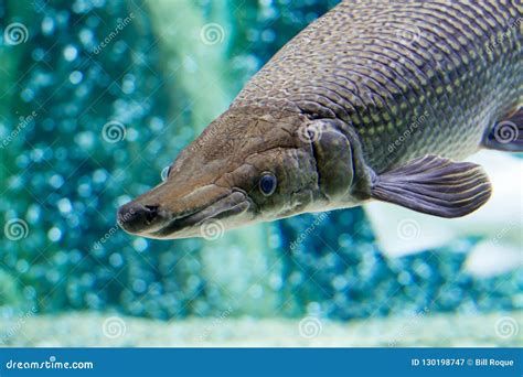 龍魚浮頭下鹽，龍魚浮頭下鹽處理方法 龍魚浮頭下鹽，龍魚浮頭下鹽處理方法 廣州正大漁場 第1張