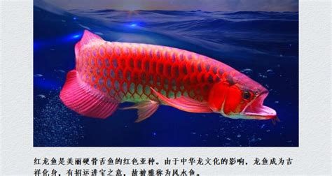 紅龍魚壽命有多長？能長到多大？，紅龍魚的壽命與體型