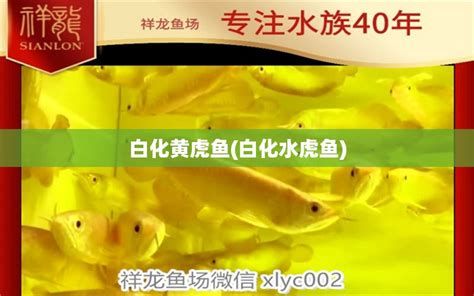 祥龍魚場在哪兒？怎么聯系他們買魚？，廣州百藝城105205檔口祥龍魚場詳解（約1000字） 祥龍魚場在哪兒？怎么聯系他們買魚？，廣州百藝城105205檔口祥龍魚場詳解（約1000字） 斯巴沃紅龍魚 第3張