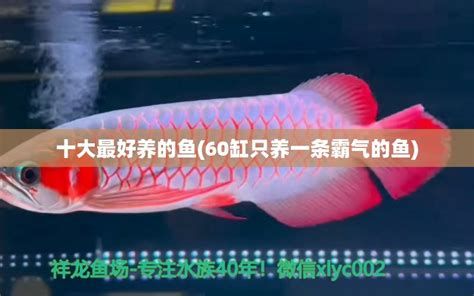 vs祥龍魚場，全球知名觀賞魚繁殖與銷售企業(yè)祥龍魚場的詳細(xì)解析