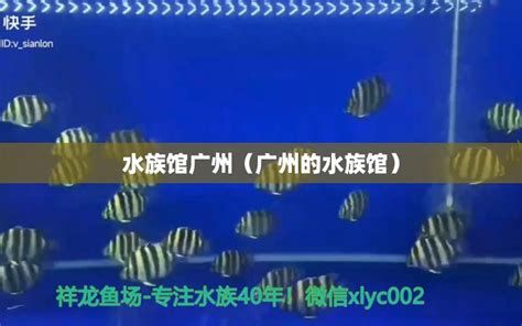 vs祥龍魚場(chǎng)，全球知名觀賞魚繁殖與銷售企業(yè)祥龍魚場(chǎng)的詳細(xì)解析 vs祥龍魚場(chǎng)，全球知名觀賞魚繁殖與銷售企業(yè)祥龍魚場(chǎng)的詳細(xì)解析 斯巴沃紅龍魚 第3張