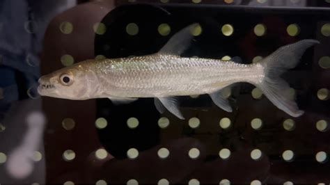 白金猛魚，捕食集錦，銀白色的終極掠食者，水族箱中的白金猛魚 白金猛魚，捕食集錦，銀白色的終極掠食者，水族箱中的白金猛魚 斯巴沃紅龍魚 第2張