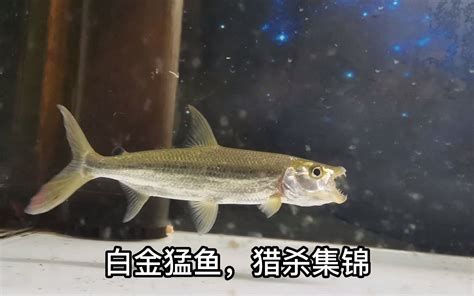 白金猛魚，捕食集錦，銀白色的終極掠食者，水族箱中的白金猛魚 白金猛魚，捕食集錦，銀白色的終極掠食者，水族箱中的白金猛魚 斯巴沃紅龍魚 第1張