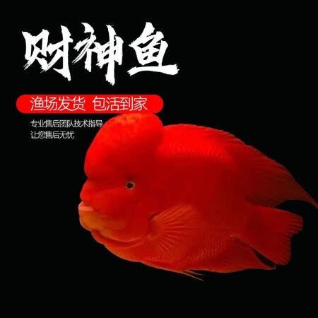 財神鸚鵡魚，財神鸚鵡魚是一種觀賞魚界的名貴品種