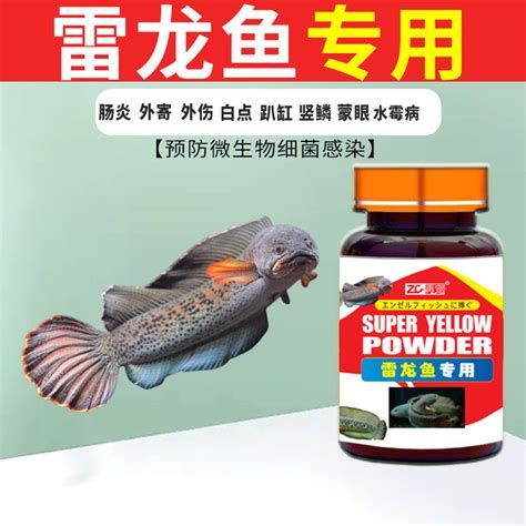 雷龍魚細菌感染最佳治療方法，雷龍魚細菌感染治療步驟詳解