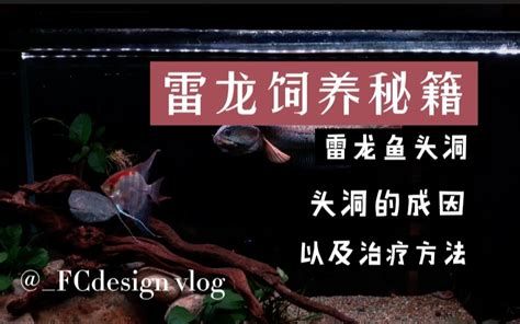 雷龍魚細菌感染最佳治療方法，雷龍魚細菌感染治療步驟詳解 雷龍魚細菌感染最佳治療方法，雷龍魚細菌感染治療步驟詳解 廣州正大漁場 第2張