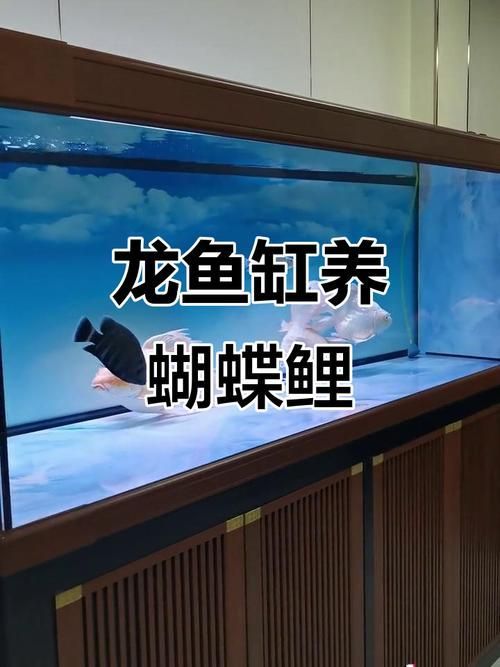 龍魚缸的長度建議是多少，龍魚缸的長度建議是多少, 龍魚缸的長度建議是多少，龍魚缸的長度建議是多少, 龍魚百科 第8張
