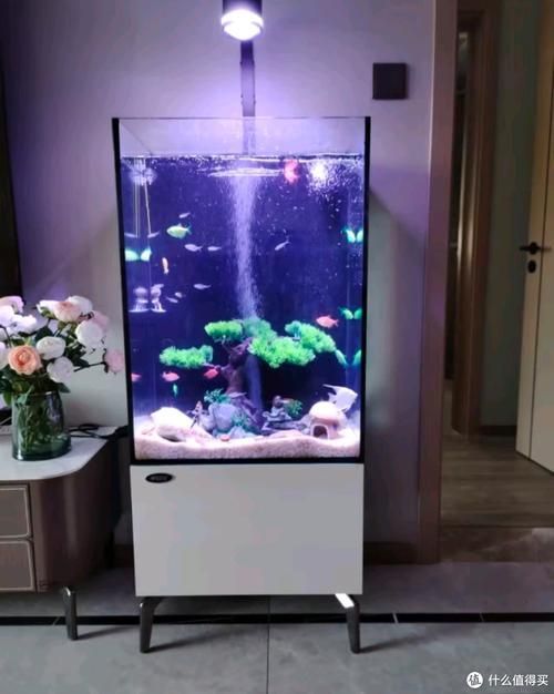 有哪些品牌推薦的標準龍魚缸？，主流品牌標準龍魚缸推薦清單