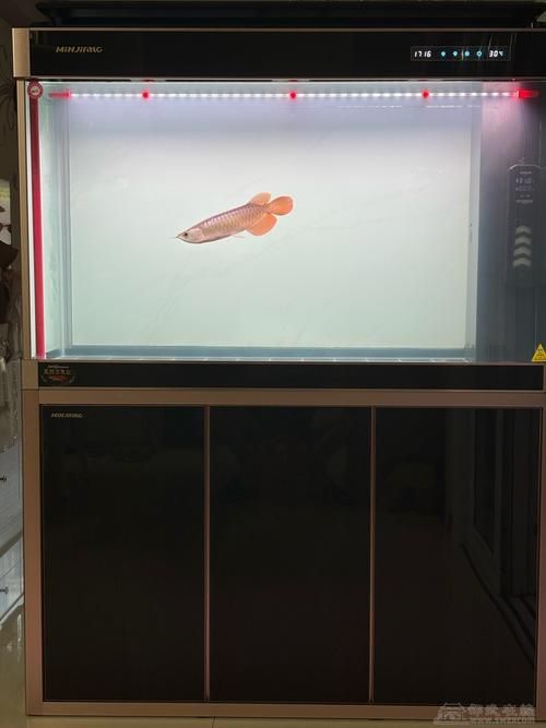 有哪些品牌推薦的標準龍魚缸？，主流品牌標準龍魚缸推薦清單