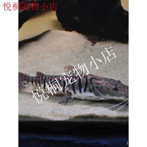 鴨嘴鯊魚的價格是多少?,鴨嘴鯊魚價格因地區和市場而異,每公斤100美元之間 龍魚百科 第4張 鴨嘴鯊魚的價格是多少?,鴨嘴鯊魚價格因地區和市場而異,每公斤100美元之間 鴨嘴鯊魚的價格是多少?,鴨嘴鯊魚價格因地區和市場而異,每公斤100美元之間 龍魚百科 第4張