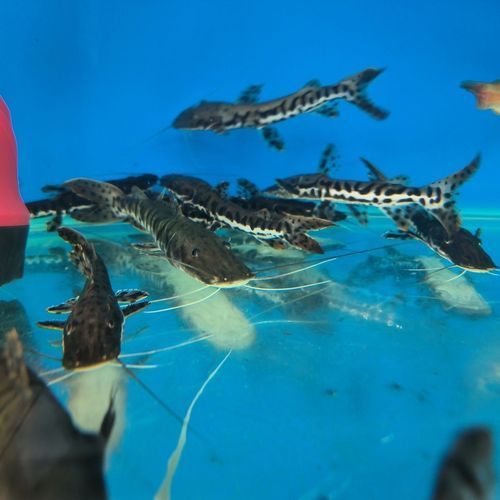 鴨嘴鯊魚的價格是多少?,鴨嘴鯊魚價格因地區和市場而異,每公斤100美元之間 龍魚百科 第2張 鴨嘴鯊魚的價格是多少?,鴨嘴鯊魚價格因地區和市場而異,每公斤100美元之間 鴨嘴鯊魚的價格是多少?,鴨嘴鯊魚價格因地區和市場而異,每公斤100美元之間 龍魚百科 第2張