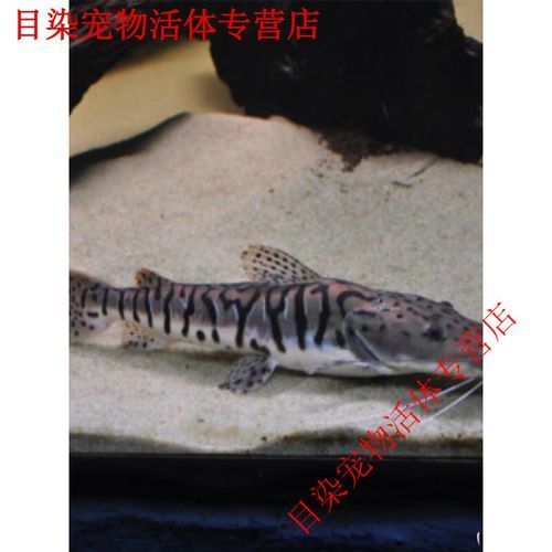 鴨嘴鯊魚的價格是多少?,鴨嘴鯊魚價格因地區和市場而異,每公斤100美元之間 龍魚百科 第5張 鴨嘴鯊魚的價格是多少?,鴨嘴鯊魚價格因地區和市場而異,每公斤100美元之間 鴨嘴鯊魚的價格是多少?,鴨嘴鯊魚價格因地區和市場而異,每公斤100美元之間 龍魚百科 第5張